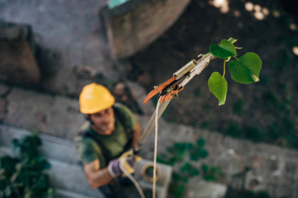 Professional Tree Service in Sayre, OK